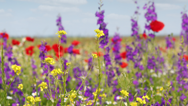 Colourful flowers in a field.