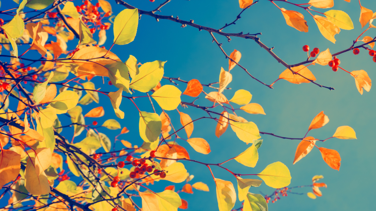 Yellow leaves on a tree with a blue sky background.