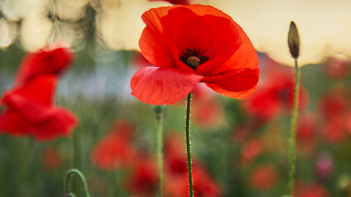 Poppies with a blurred outdoor background.