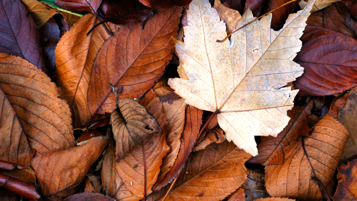 Brown and orange leaves on the ground.