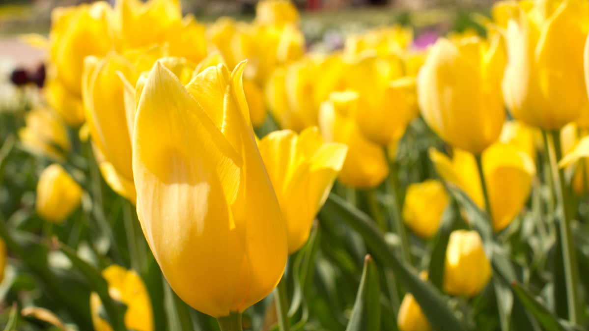 Yellow tulips with a blurred background.