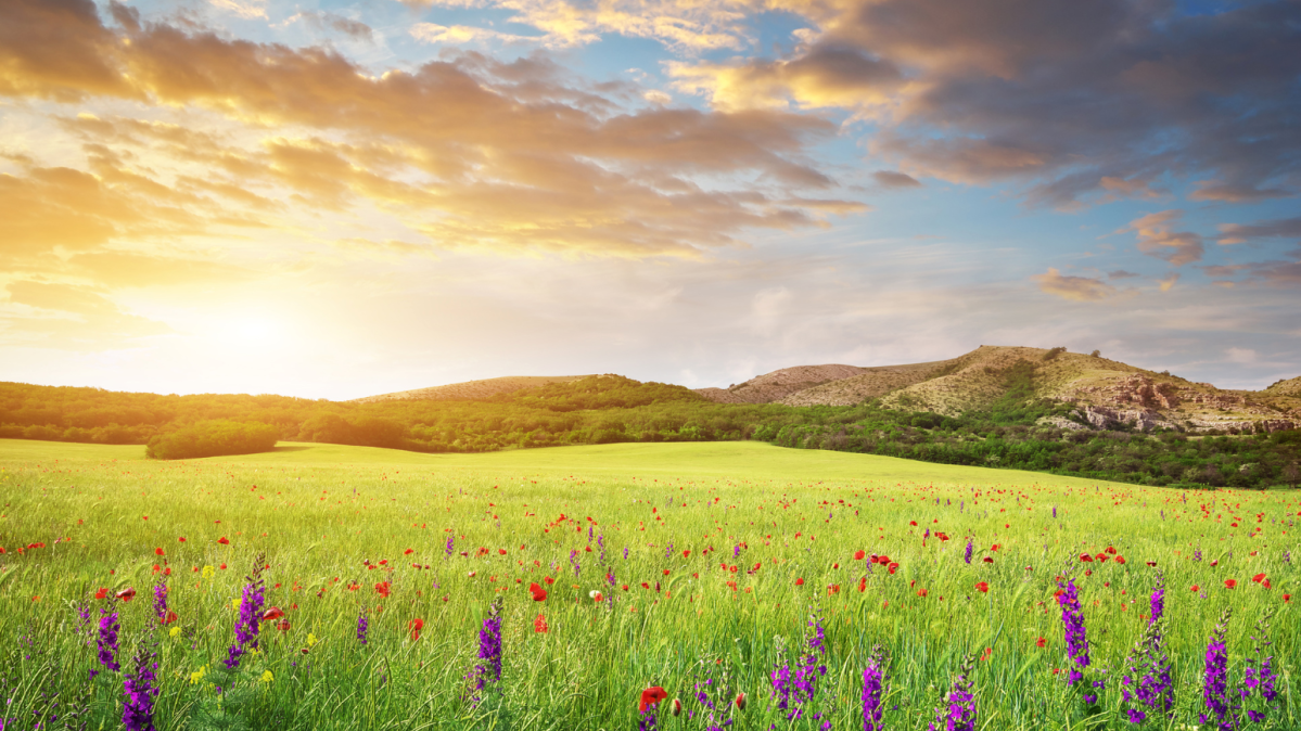 Sunset over a field of purple flowers.