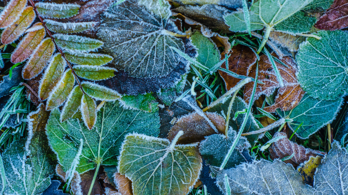 Green leaves covered in frost.