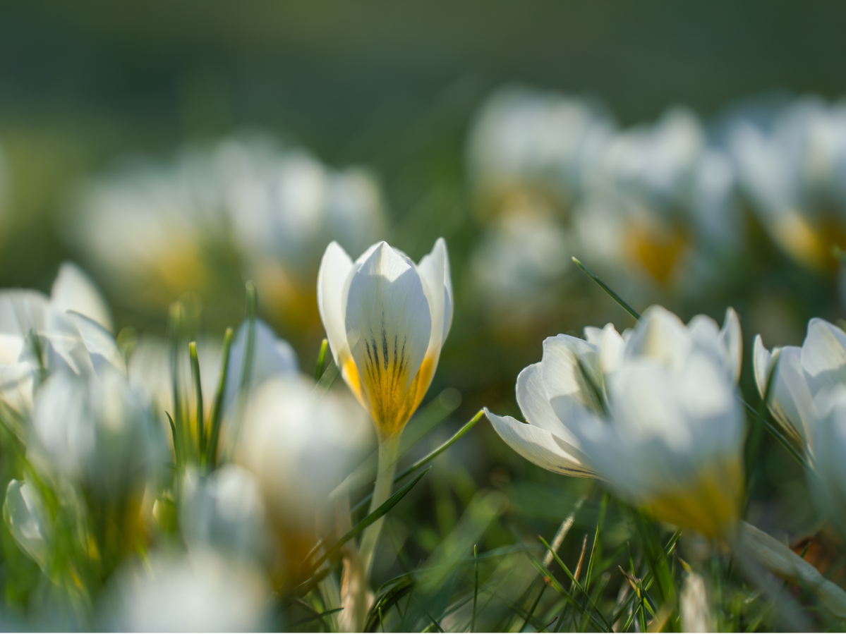 White spring flowers.