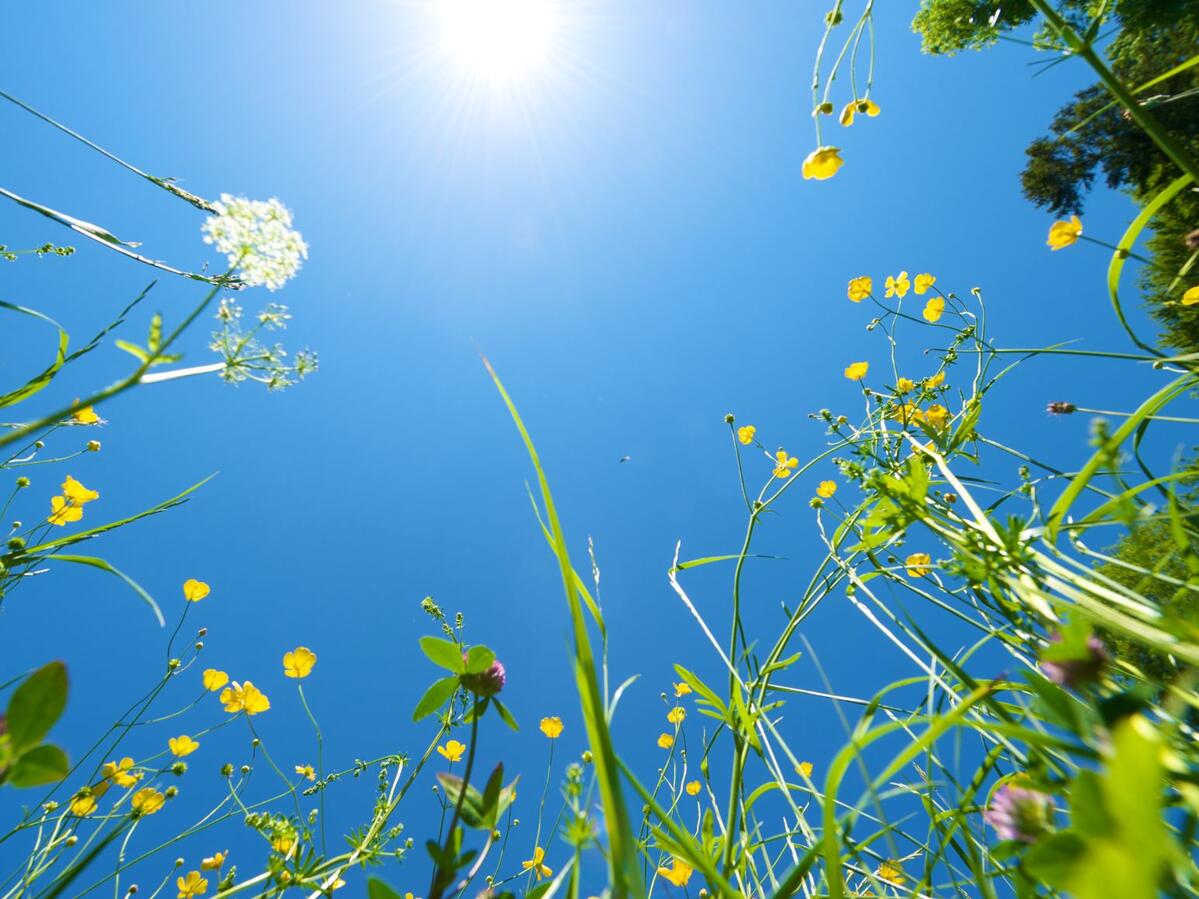 View from grass to the sky on a sunny day.