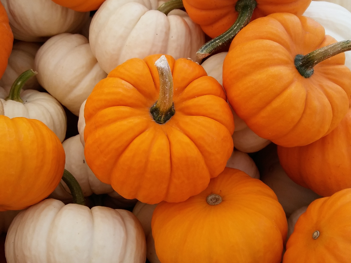 Assorted pumpkins.