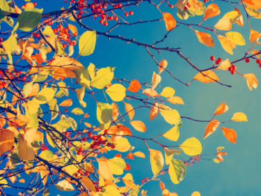 Yellow leaves on a tree with a blue sky background.