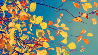 Yellow leaves on a tree with a blue sky background.