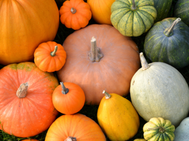 Orange, green and white pumpkins.