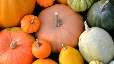 Pumpkin Run Orange, green and white pumpkins.