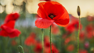 Remembrance Day Assembly Poppies with a blurred outdoor background.