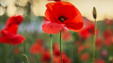 Poppies with a blurred outdoor background.