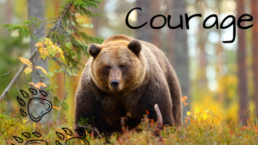 The Seven Sacred Teachings A bear walking through the forest.