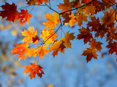Orange and yellow maple leaves with a blue sky background.
