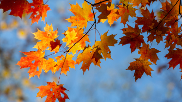 Orange and yellow maple leaves with a blue sky background.