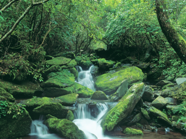 A stream running through a green forest and mossy rocks.