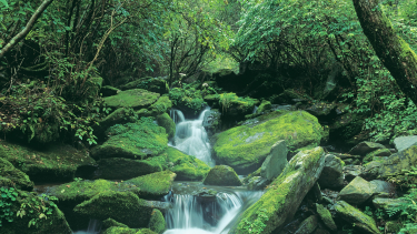 A stream running through a green forest and mossy rocks.