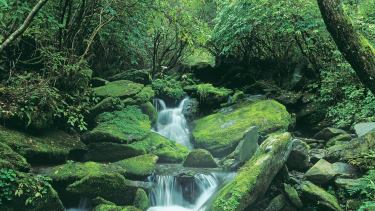 Choice Program Selection Begins A stream running through a green forest and mossy rocks.