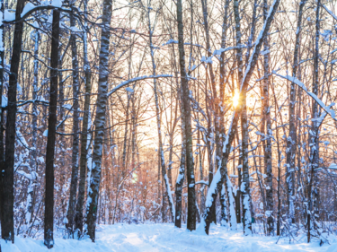 A snowy forest with a sunset.