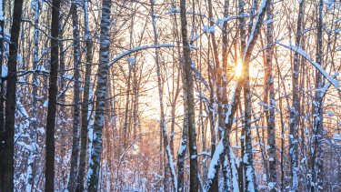 A snowy forest with a sunset.