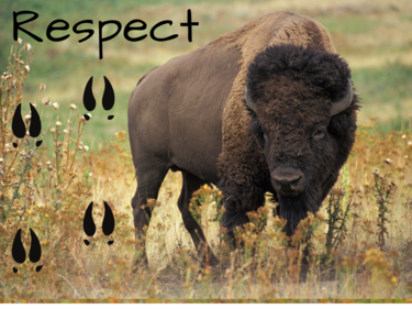 A buffalo in a field.