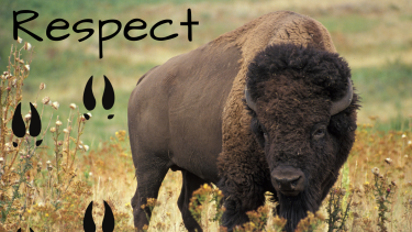 Respect Assembly A buffalo in a field.