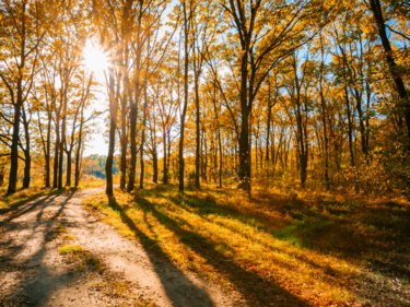 The sun shining through trees in a forest.