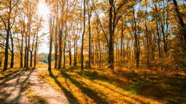 The sun shining through trees in a forest.