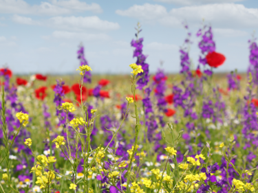 Colourful flowers in a field.