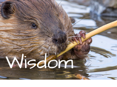 A beaver gnawing a stick.
