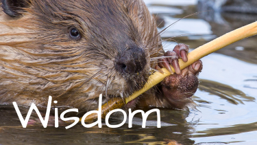 Wisdom Assembly A beaver gnawing a stick.