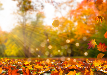 Fall leaves with sun shining through them.