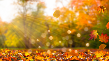 Fall leaves with sun shining through them.