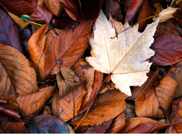 Brown and orange leaves on the ground.