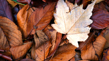 Brown and orange leaves on the ground.