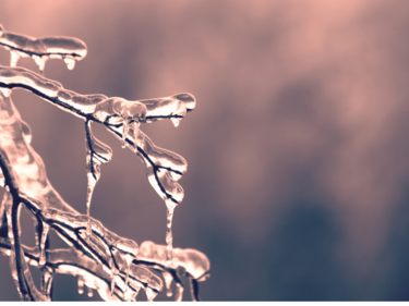 An icy branch with a blurred pinkish purple background.