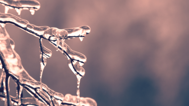 An icy branch with a blurred pinkish purple background.