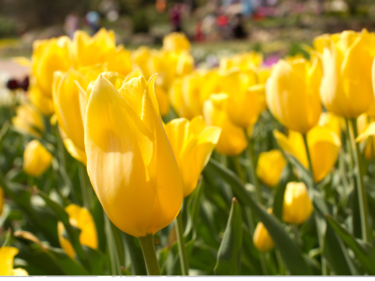 Yellow tulips with a blurred background.