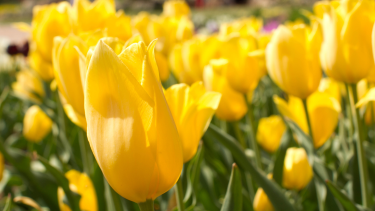 Yellow tulips with a blurred background.