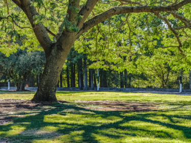 A large tree with green leaves casting a shadow on the ground.