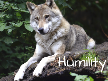 A wolf sitting on a log.