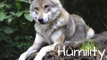 Humility Assembly A wolf sitting on a log.