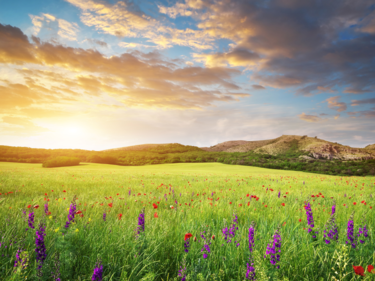 Sunset over a field of purple flowers.
