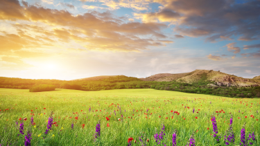 The Final Stretch Sunset over a field of purple flowers.