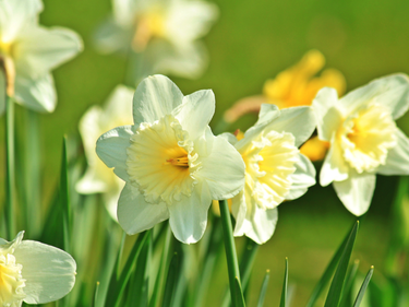Daffodils on a green background.