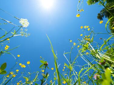 View from grass to the sky on a sunny day.